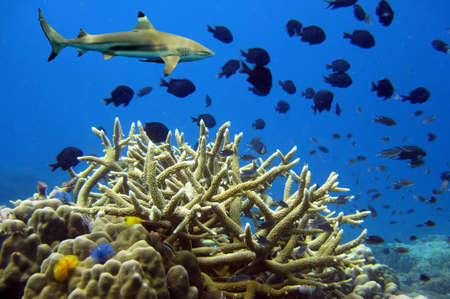 Whitetip sharks over coral reefの写真素材