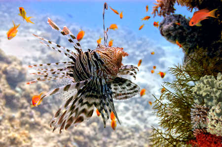 Lionfish  Pterois volitans  on Coral Reef in the Red Sea, Egypt の写真素材