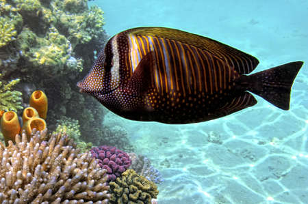 Sailfin tang  zebrasoma desjardinii  の写真素材