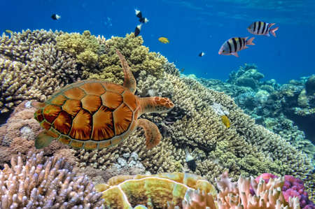 Green sea Turtle Cheloniaの写真素材