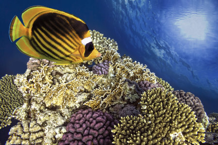 Tropical fish Chaetodon fasciatus, Red Sea, Egypt 