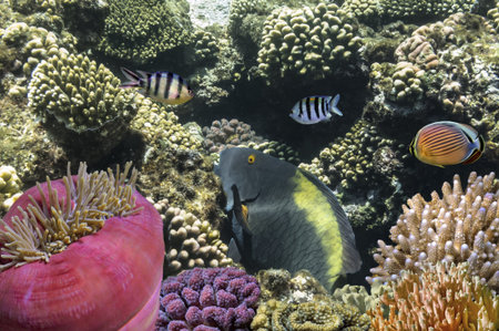 Tropical Fish on Coral Reef in the Red Sea