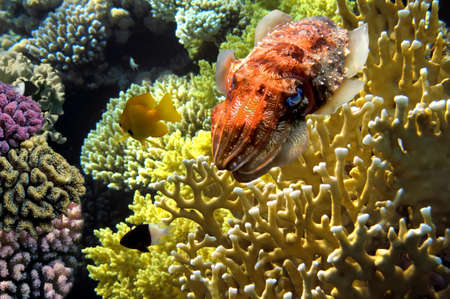 Cuttlefish on Coral Reef in the Red Sea  Egypt の写真素材
