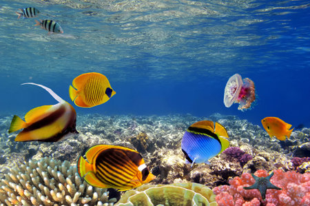 Underwater life of a hard-coral reef, Red Sea, Egypt 