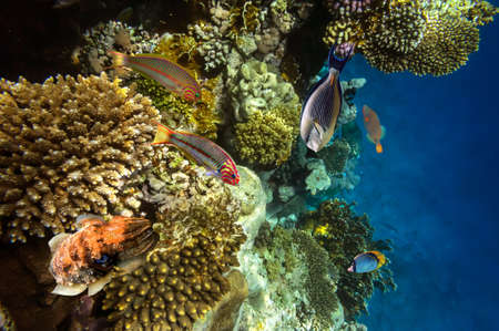 Coral Reefの写真素材