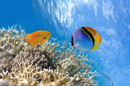Tropical Fish on Coral Reef in the Red Sea 