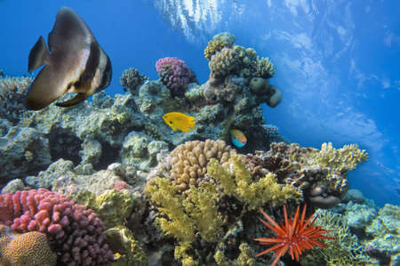 Tropical Fish on Coral Reef in the Red Seaの写真素材