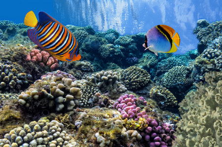 Tropical Fish on Coral Reef in the Red Sea の写真素材