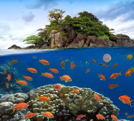 Photo of a coral colony on a reef top 