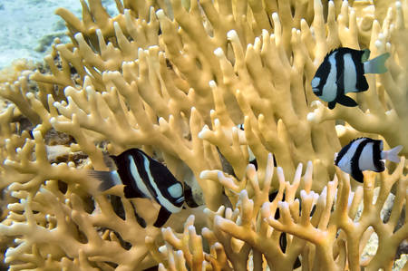 Millepora fire coralの写真素材