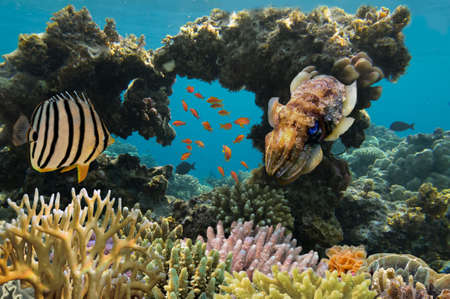 Tropical fish and Hard corals in the Red Sea, Egyptの写真素材
