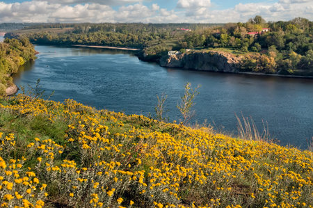 Summer landscape with yellow flowers