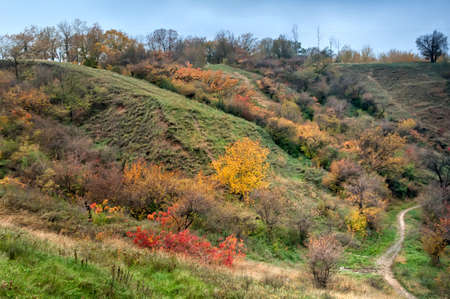 A top view of colourful forest trees in the autumn seasonの写真素材