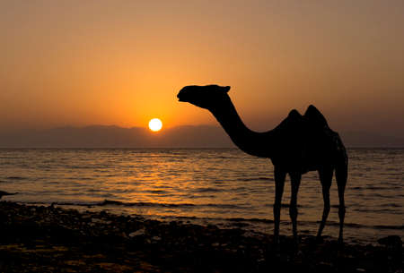 Camel silhouette in the desert at sunset.の写真素材