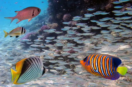 Group coral fish in blue water.