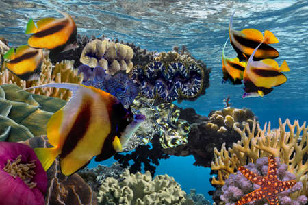 Colorful reef underwater landscape with fishes and corals. Red Seaのeditorial素材