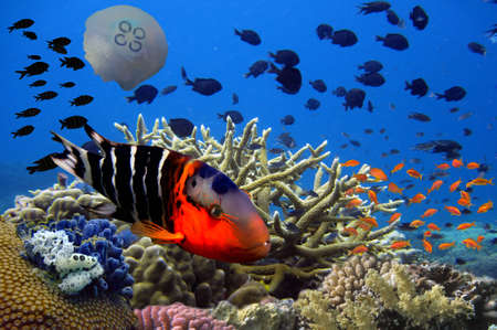 Underwater image of coral reef and tropical fishes. Red Sea. Egyptのeditorial素材