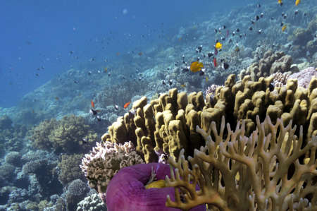 Tropical fish and corals, showing different colorful fishes swimming. Red Seaのeditorial素材