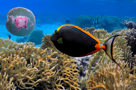 Photo of a coral colony, Red Sea, Egyptのeditorial素材
