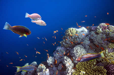 Coral Reef and Tropical Fish. Red Sea. Egyptの写真素材