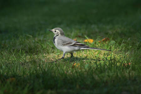 Wagtail (Motacilla Alba)の写真素材