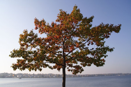 Autumn tree crown by the bay