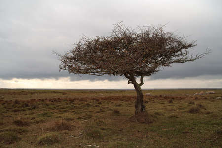The silhouette of a tree in an otherwise flat landscapeの写真素材