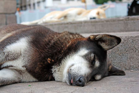 A stray dog sleeping in the middle of the cityの写真素材