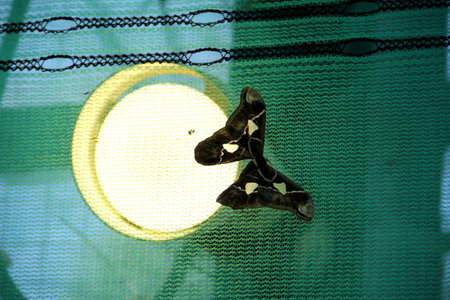 A butterfly attracted by the light of the lampの写真素材