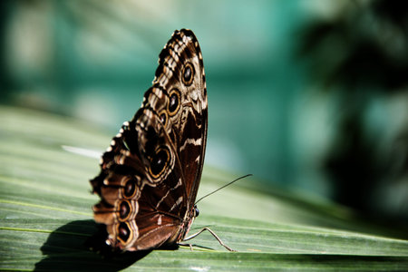 A beautiful butterfly resting on a leafの写真素材