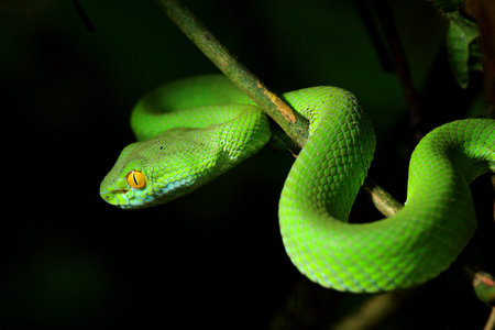 Green Snake at the forest in Thailand.
