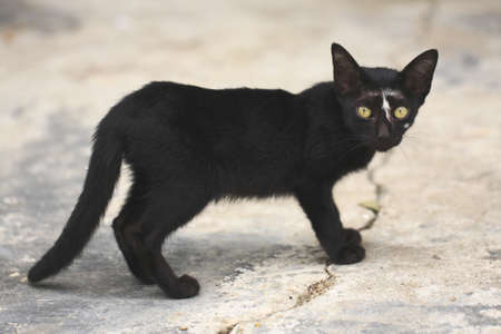 Black cat with yellow eyes.の写真素材