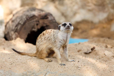 Suricate or Meerkat sitting on the sand.の写真素材