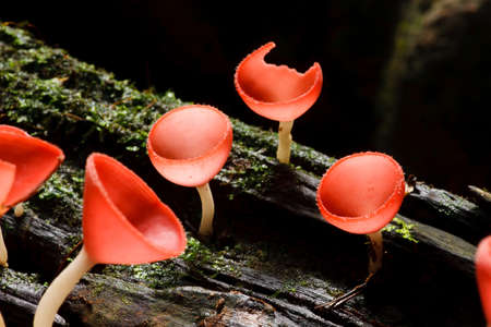 Orange mushroom or Champagne mushroom in rain forest, Thailand.の写真素材