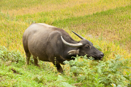 Thai buffalo in grass field