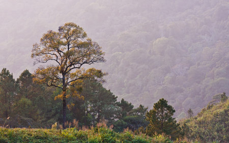 View point on the mountains from Doiinthanon National Park, Chiang mai, Thailand.
