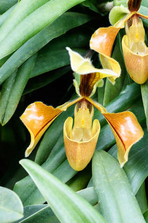 Close up of lady's slipper orchid (Paphiopedilum Callosum).の写真素材
