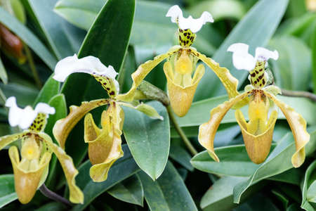 Close up of lady's slipper orchid (Paphiopedilum Callosum).の写真素材