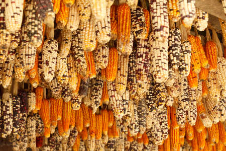 Beautiful  ear of corn in Sapa, Vietnamの写真素材