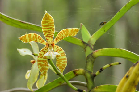 small orchid in farm at bangkok, thailandの写真素材