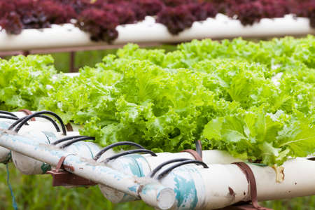Hydroponic vegetable is planted in a garden.の写真素材