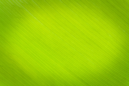 Texture background of backlight fresh green Leaf.