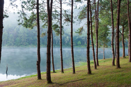 Natural Spruce Woodlandの写真素材