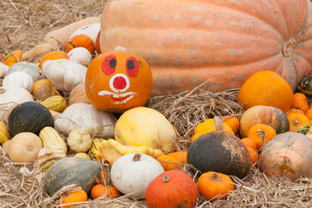 Pumpkins with different colours in the fieldの写真素材