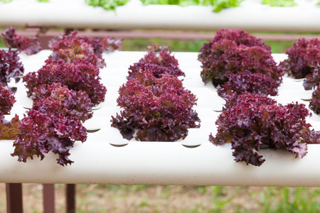 Hydroponic vegetable is planted in a garden.