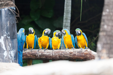 The Blue-and-yellow Macaw (Ara ararauna), also known as the Blue-and-gold Macaw, is a member of the...