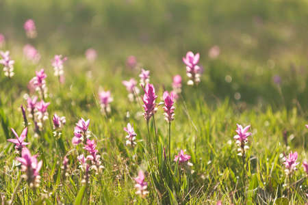 Pink field of Siam tulip at Chaiyaphum Province, Thailand.の写真素材