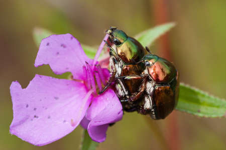 chrysomelid beetle  in rain forest, Thailand.の写真素材