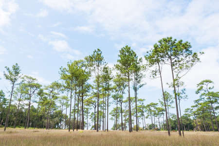 Pine tree in rain forest, Thailand.の写真素材