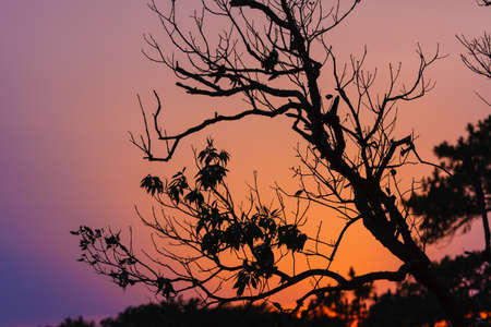 Beautiful sunrise and apline tree at Phukradung National Park, Loei, Thailand.の写真素材